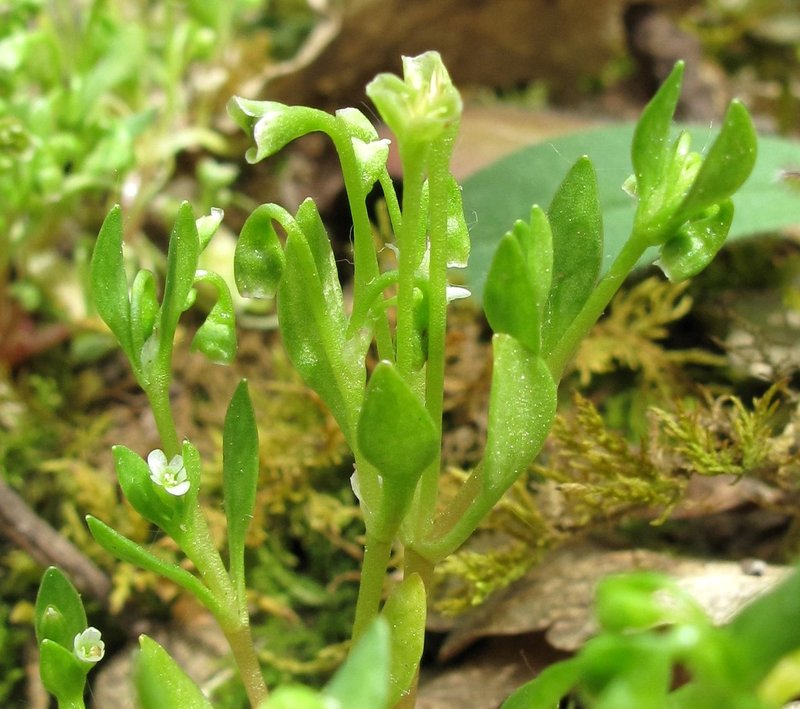 Montia fontana